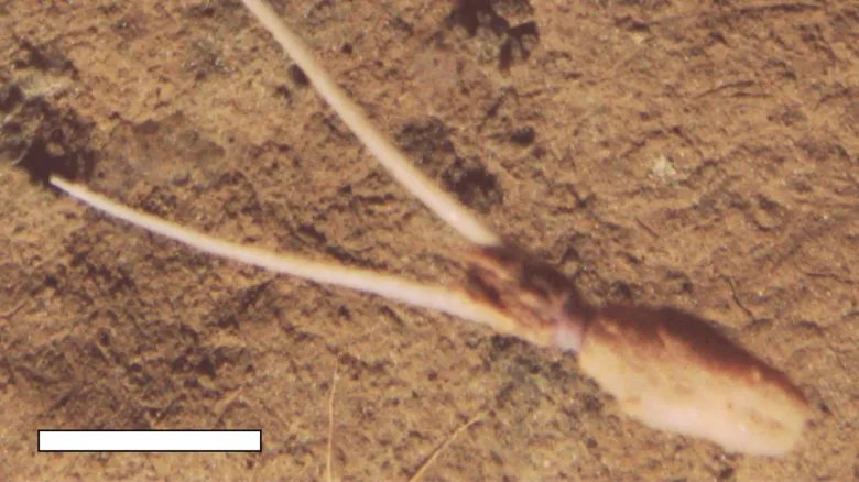 Very novel and very puzzling Unknown species of squid spotted burying itself upside down, pretending to be a plant Whiplash squid